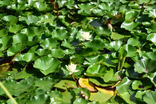Yellow lotus flowers blooming in a beautiful lotus pond.