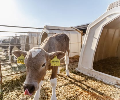 small calf farm, cow farm,Modern white calf houses on the dairy farm