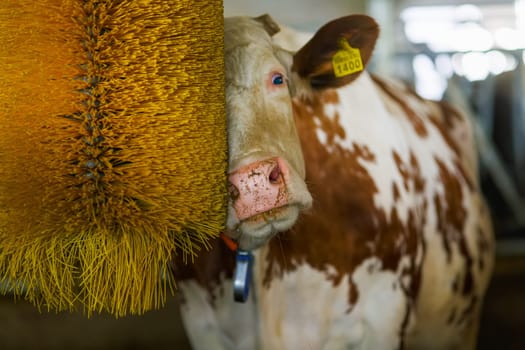cows brushing at the farm, cow farm equipment, Rotating Brush Scratcher for Cows at Modern Farm Equipment