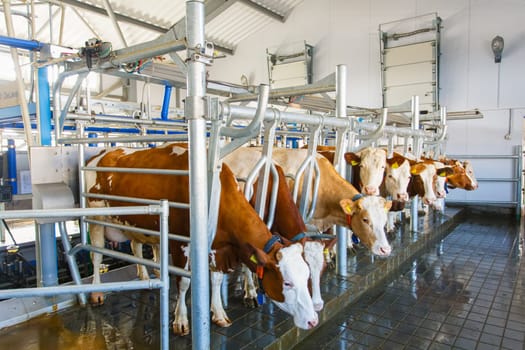 cow udder closeup with milking machine, cow farm,Milking cows by automatic industrial milking rotary system in modern diary farm.