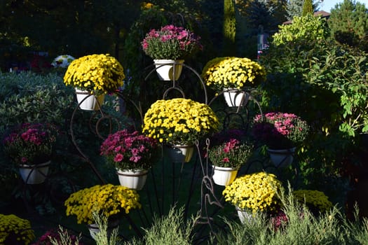 Beautiful and colourful fresh autumn chrysanthemums in red, yellow, purple, white, orange and pink bouquets. Beautiful bright chrysanthemums bloom in autumn in the garden.