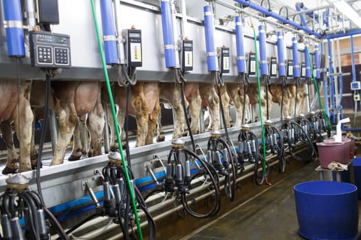 cow udder closeup with milking machine, cow farm,Milking cows by automatic industrial milking rotary system in modern diary farm.
