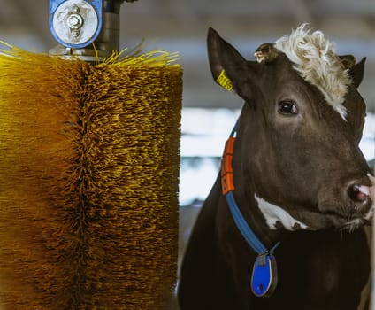 cows brushing at the farm, cow farm equipment, Rotating Brush Scratcher for Cows at Modern Farm Equipment