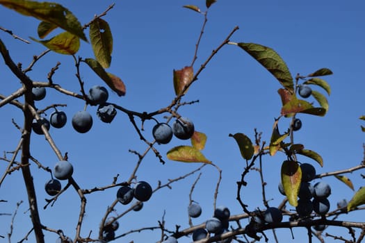 A forest thorn bush with ripe blue fruits in autumn. Blackthorn in autumn. a thorny Eurasian shrub with blue berryes on thorn twig at autumn time.