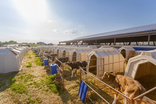 small calf farm, cow farm,Modern white calf houses on the dairy farm