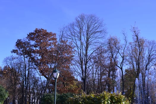 Looking up at trees durning the autumn season when the leaves change colour from green to bright vibrant orange and yellow as the season comes to an end on a beautiful sunny blue sky day.