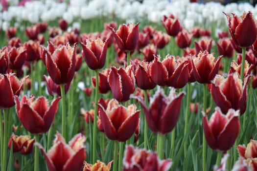 Red and white tulips blooming in the flowerbed of the park. Spring background. Tulips grow in rows in the garden. Springtime bloom. Gardening tips. Growing flowers. Growing bulb plants.
