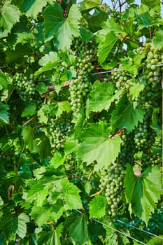 Image of Bunches of green grapes growing on vine in vineyard with metal wires