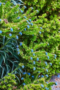 Image of Light green succulents growing in front of tall slender plant of forest green