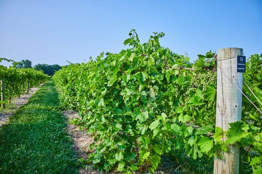 Image of View down vineyard with green grapes growing on the vine