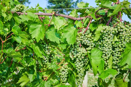 Image of Close up of bundles of green grapes growing on the vine in vineyard