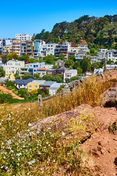 Image of Tiny white flowers along park trail in Corona Heights on blue sky day