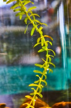 Image of Green plant inside water tank with tiny bubbles floating to surface with cool background colors