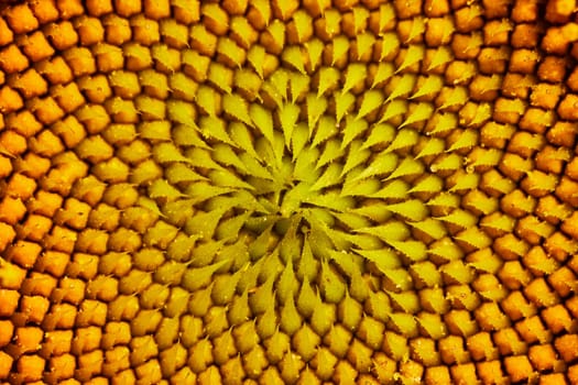 Image of Abstract macro view of pointy seed teeth of yellow sunflower center