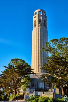Image of Coit Tower with tall trees around its base