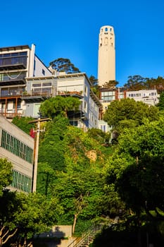 Image of Stairs leading up through trees toward Coit Tower under vibrant blue sky
