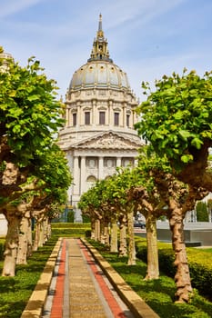 Image of Trees lining pathway in memorial court leading to city hall in San Francisco