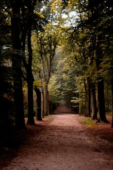 beautiful avenue in the forest with light and dark green trees with reddish brown to leaves on a sand path