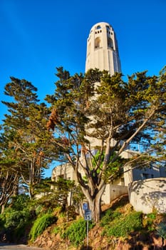 Image of Coit Tower with large trees surrounding it under cerulean blue sky