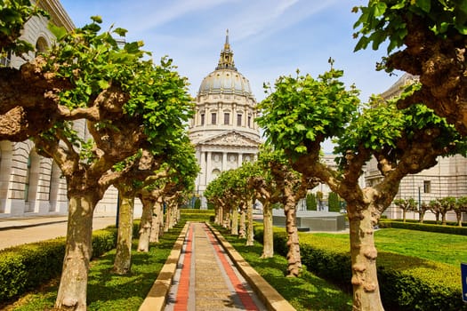 Image of Pathway with trees in memorial court leading to city hall in San Francisco