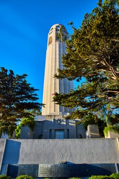Image of Large trees around Coit Tower under cerulean blue sky with Coit Memorial