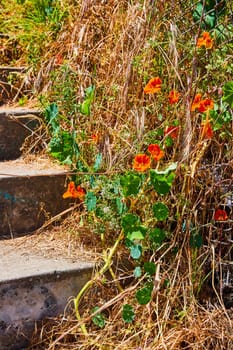 Image of Concrete steps overgrown with vines and orange morning glory flowers