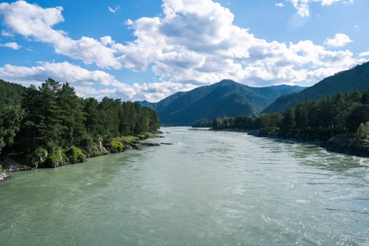 A wide, full-flowing mountain river with a fast current. Large stones stick out of the water. The large turquoise-colored mountain river Katun in the Altai Mountains, Altai Republic.