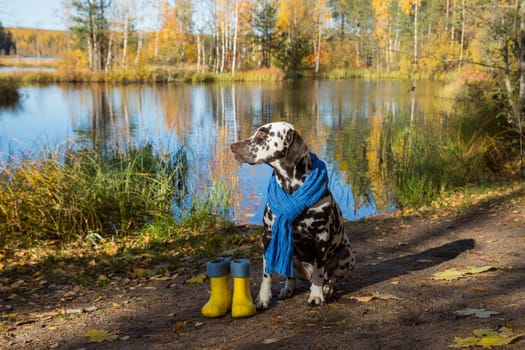 Small French Bulldog dog puppy with umbrella and rain boots on blue background with copy space