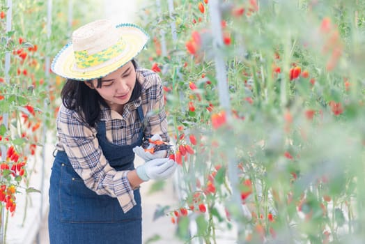 Happy farmer woman cutting organic ripe tomatoes from a bush with scissors in greenhouse garden, tomato gardening vegetables organic farm concept