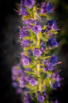 Blooming lupine flower. Lupine field with pink purple and blue flower. Bunch of lupines summer flower background. A field of lupines. Violet spring and summer flower