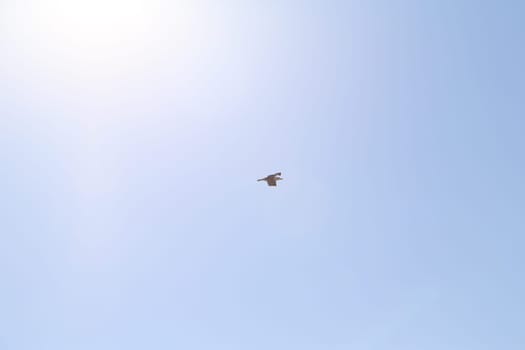 blue sky background air, bird seagull flying, sun light nature Dubrovnik, Croatia April 22, 2023. High quality photo