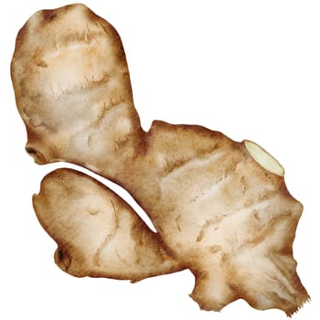 Ginger Watercolor. Hand drawn realistic ginger root. Clip art botanical illustration. Ideal for spice logo, cookbooks and natural cosmetics. High quality photo