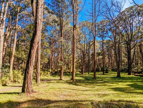 Basin-Olinda Rd and surrounding landscape on a spring sunny day in Melbourne, Victoria, Australia