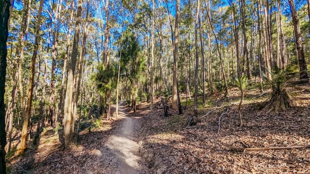 Narooma mountain bike trails near Dalmeny in New South Wales south coast, Australia