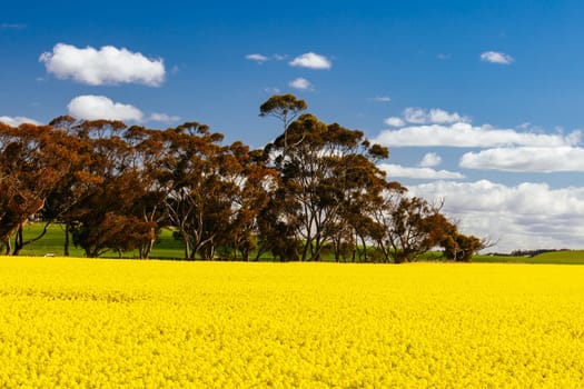 Fields of canola shine on a clear sunny day near Beveridge between old Sydney Rd and the Hume Hwy in Melbourne, Victoria, Australia