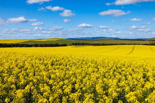 Fields of canola shine on a clear sunny day near Beveridge between old Sydney Rd and the Hume Hwy in Melbourne, Victoria, Australia