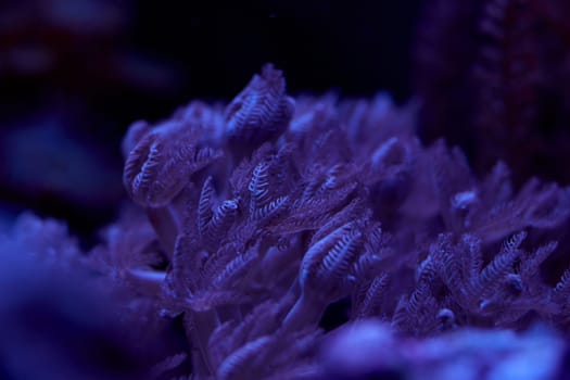 close-up sea corals and marine animals Pulsing Xenia, coral reef concept