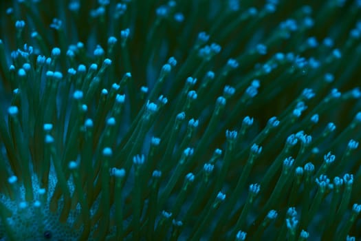 close-up sea corals Sarcophyton sp, coral reef concept