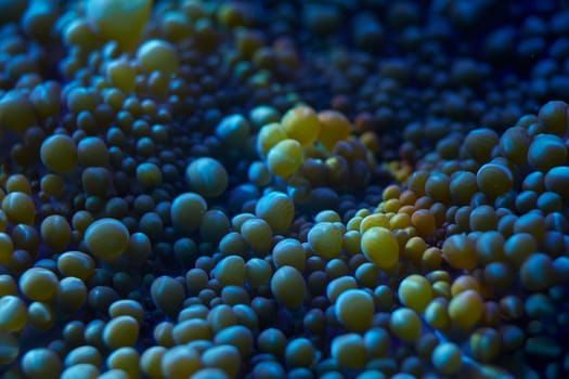 close-up sea corals Rhodactis sp, coral reef concept