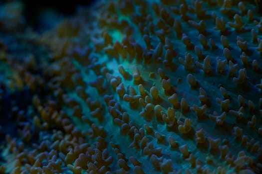 close-up sea corals Rhodactis sp, coral reef concept