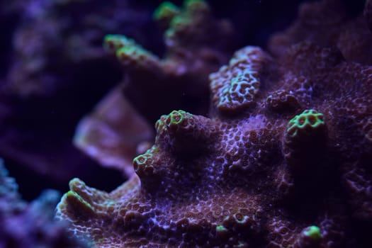 close-up sea corals Sps Montipora. High quality photo, coral reef concept