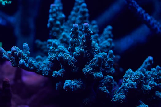 close-up sea corals acropora. High quality photo, coral reef concept