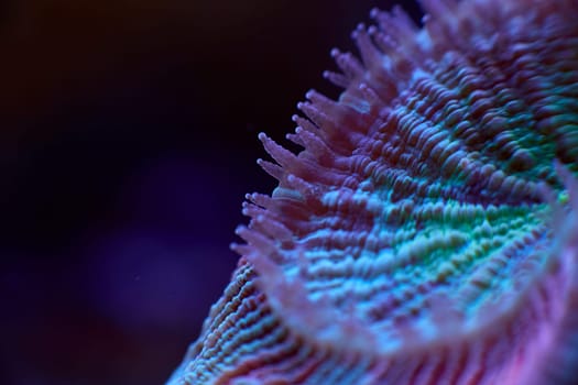 Lobophyllia close up sea coral and sea animals, coral reef concept
