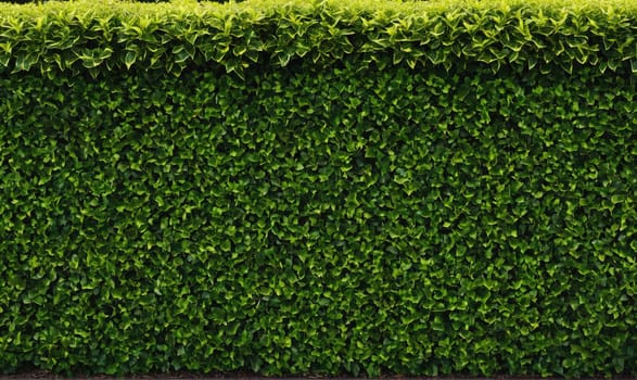 A close-up view of a dense, green hedge. The leaves are small and tightly packed, creating a solid wall of foliage. The hedge is well-maintained and appears healthy.