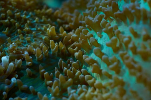 close-up sea corals Rhodactis sp, coral reef concept