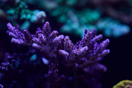 close-up sea corals acropora. High quality photo, coral reef concept