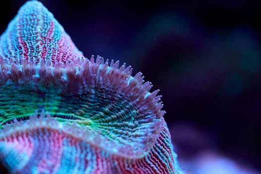 Lobophyllia close up sea coral and sea animals, coral reef concept