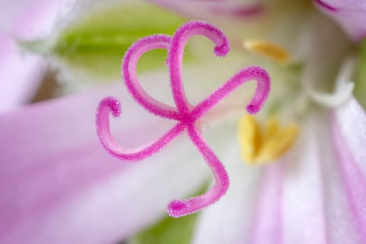 Amazing delicate  stigma of Geranium flower 
