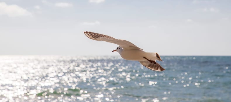 banner with flying seagull over the sea