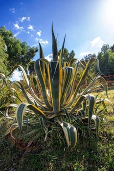 Decorative cactus. Big beautiful cactus in garden